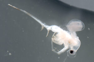 A-backlighted-whitish-spiny-water-flea-with-eggs-clearly-visible-in-doral-sac.